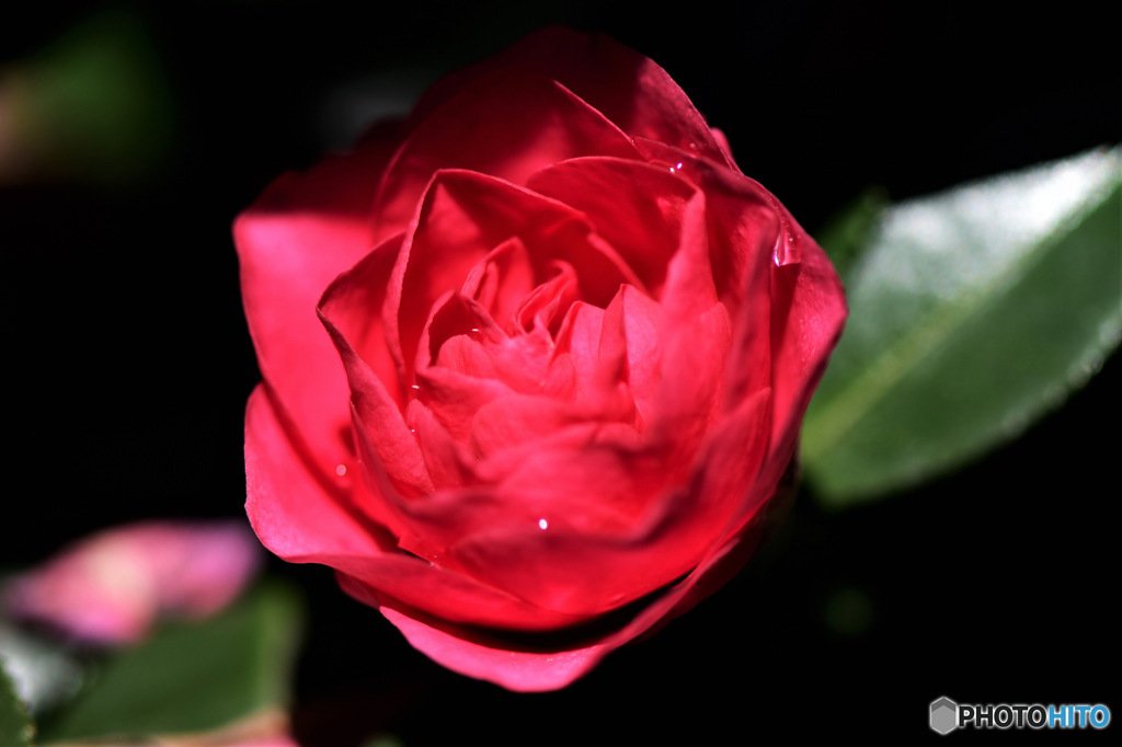 山茶花の花に朝露キラリ 23-033  