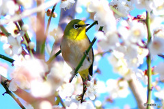  穏やかな今日一日のメジ君   