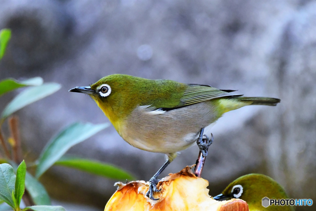 野山の鳥 23-016  メジ君達