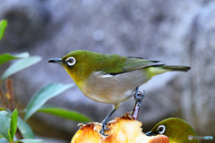 野山の鳥 23-016  メジ君達
