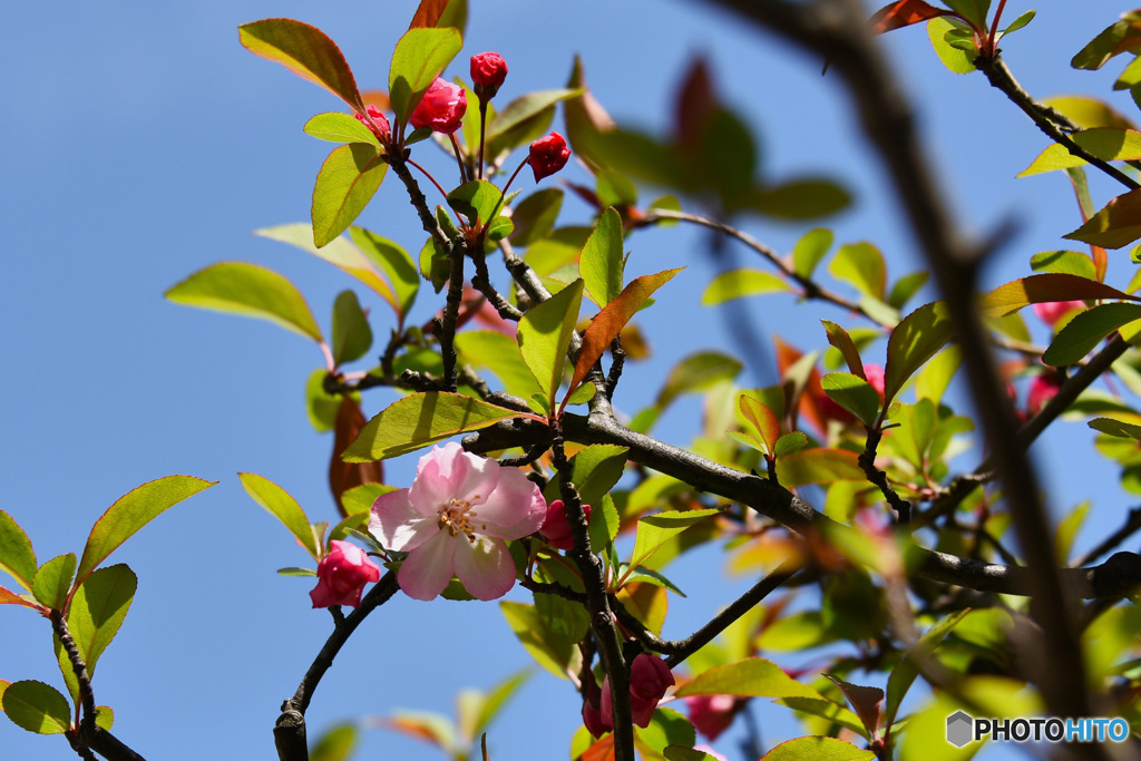 春に咲いた花一輪 　(花海棠)
