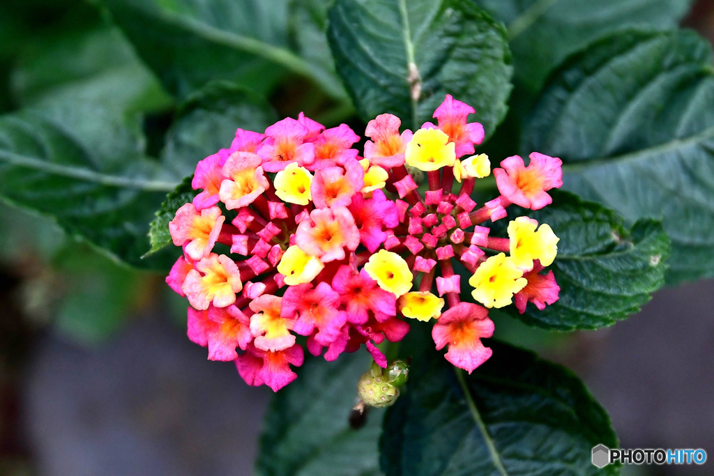 庭に咲いたランタナ  