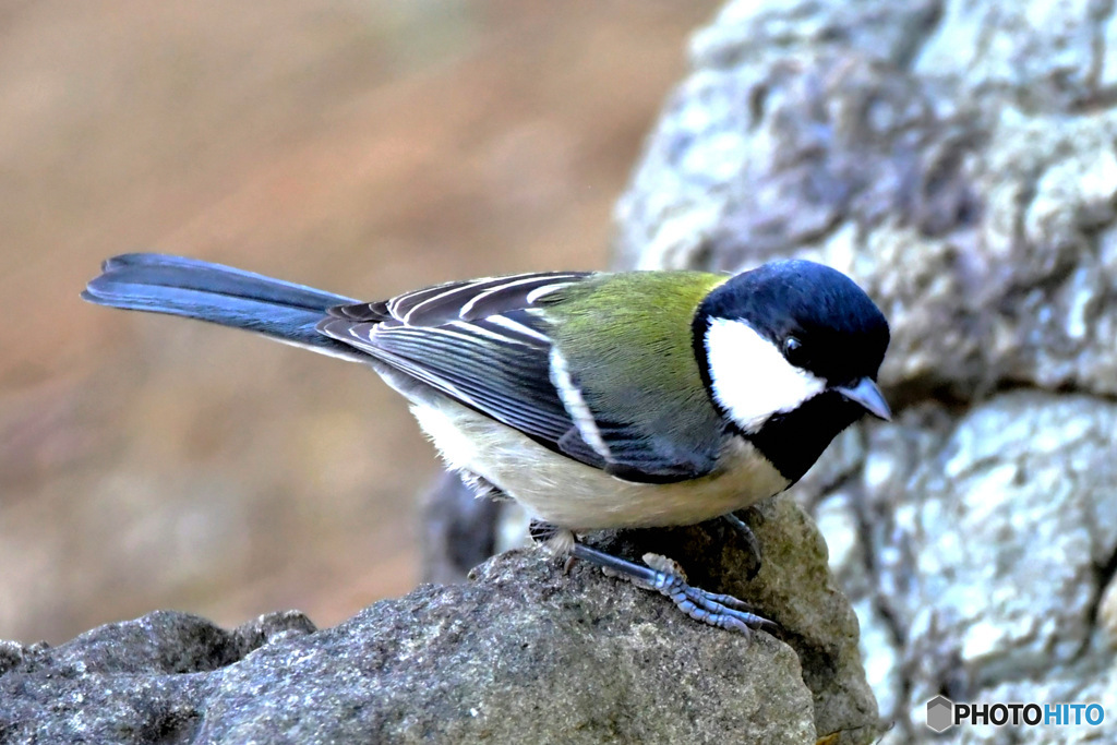野山の鳥  四十雀さん