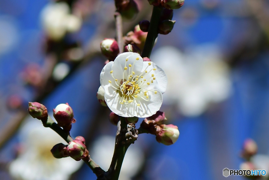 庭に咲いた白梅の花  