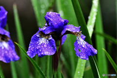 雨に濡れる花  