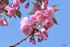 八重桜と青空   