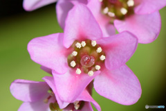 庭に咲いた花 23-087