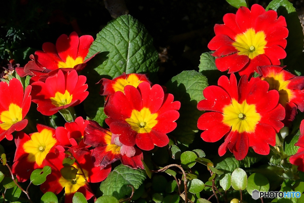 プリムラの花々  21-488