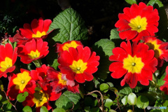 プリムラの花々  21-488