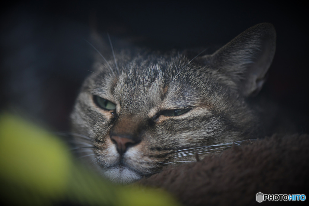 ねむたそうだねぇ