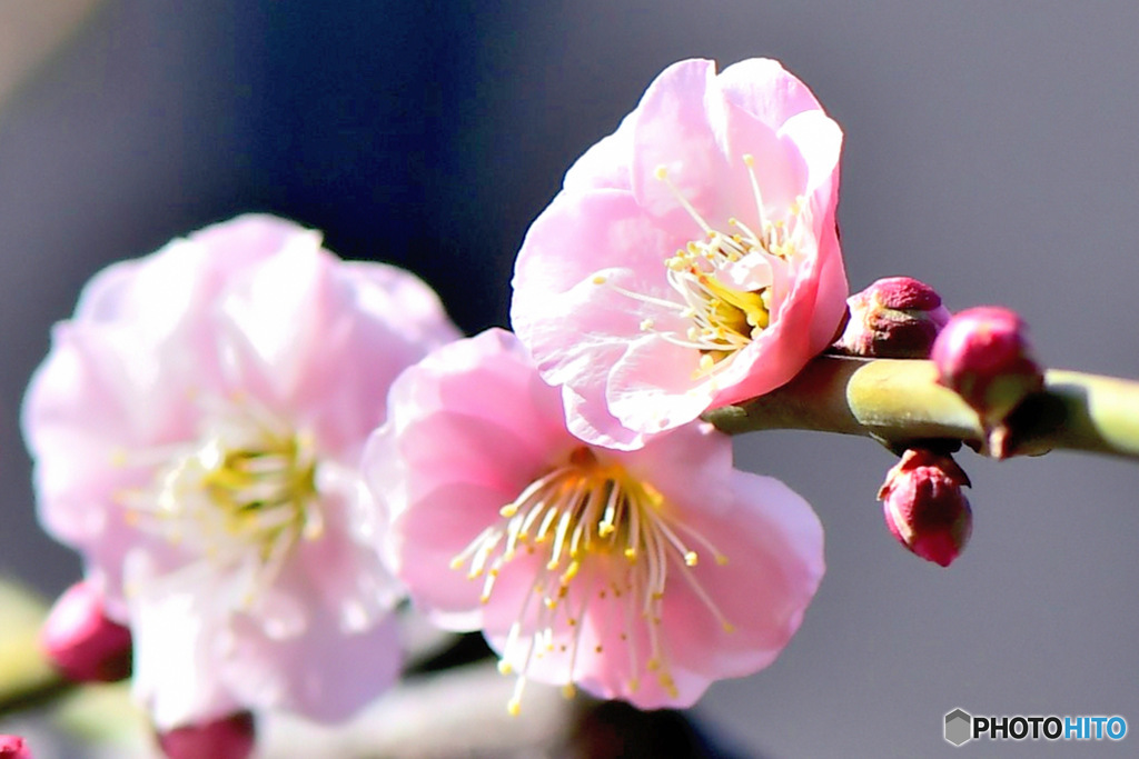  庭に咲いた薄紅色の梅の花