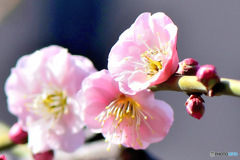  庭に咲いた薄紅色の梅の花