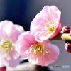  庭に咲いた薄紅色の梅の花