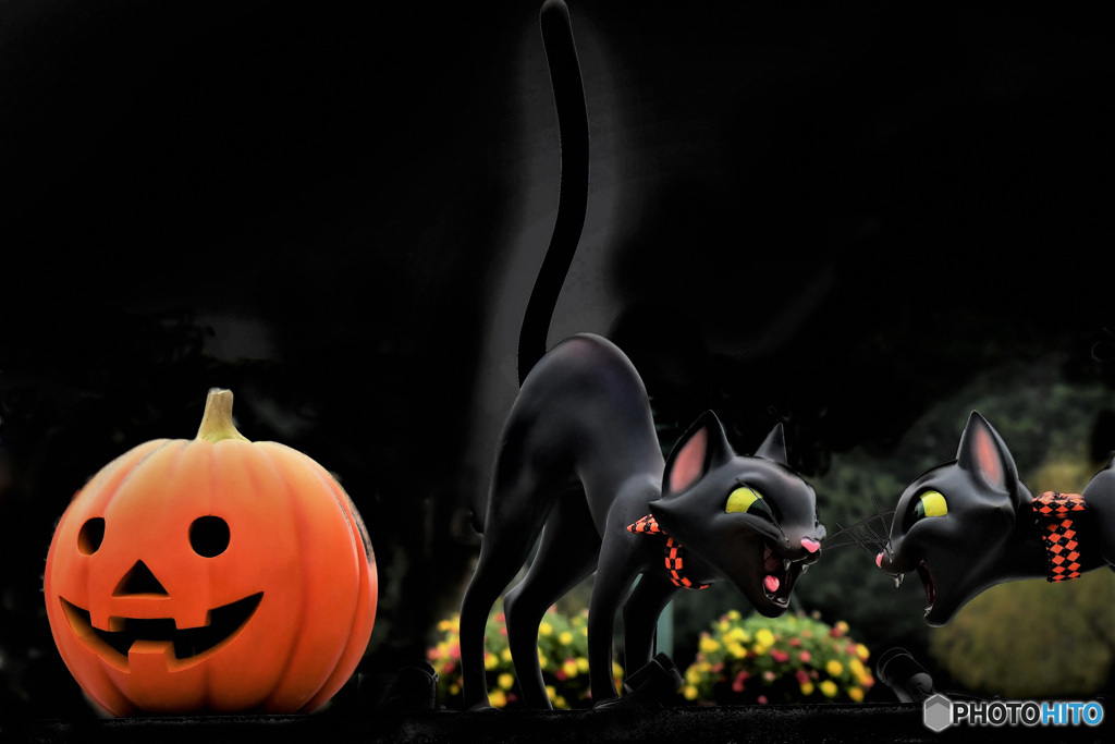 思い出のハロウィン風景 睨み合う黒猫 161