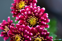 庭に咲いた菊の花 22-492