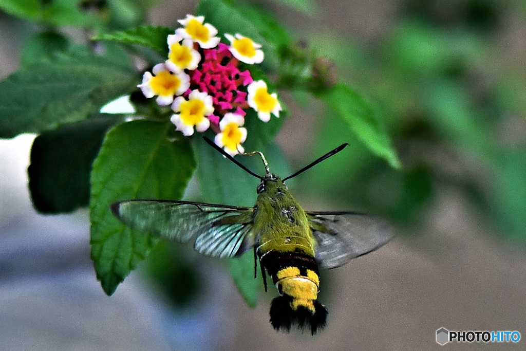 オオスカシバとランタナの花