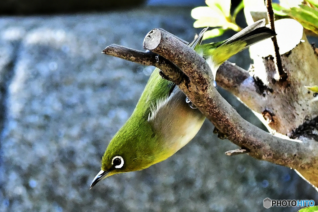 アクロバット的な 22-015 メジ君