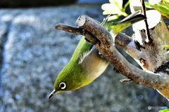 アクロバット的な 22-015 メジ君