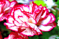 庭に咲いた花   