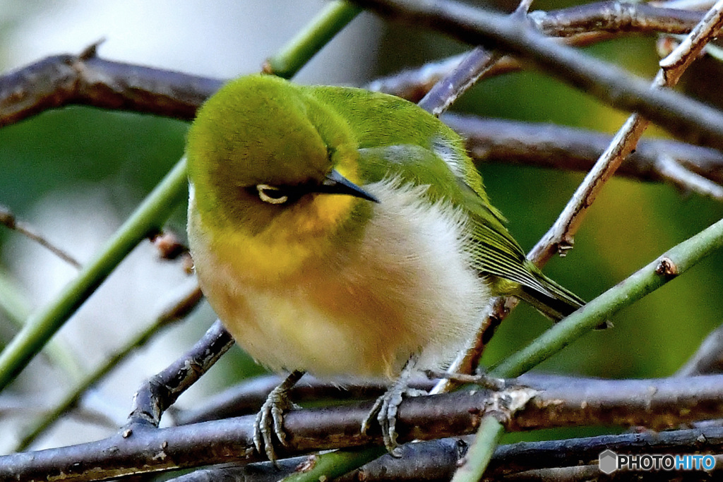 野山の鳥  21-312    メジ君