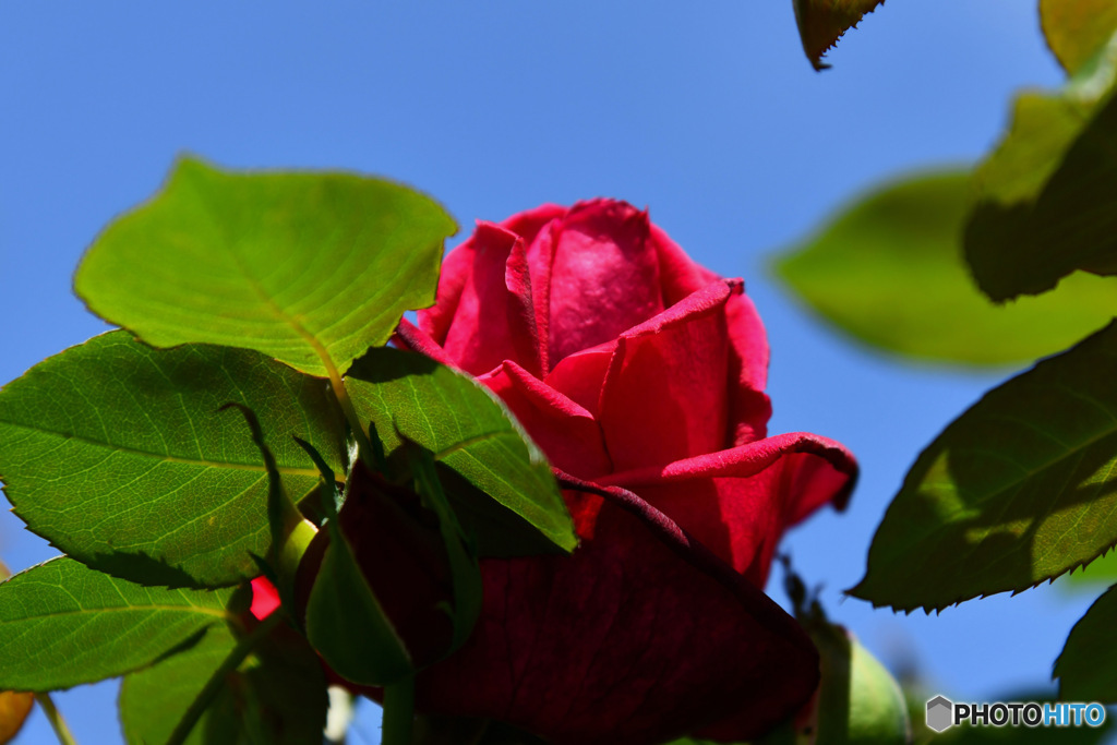 庭に咲いた薔薇の花