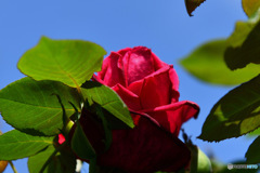 庭に咲いた薔薇の花 