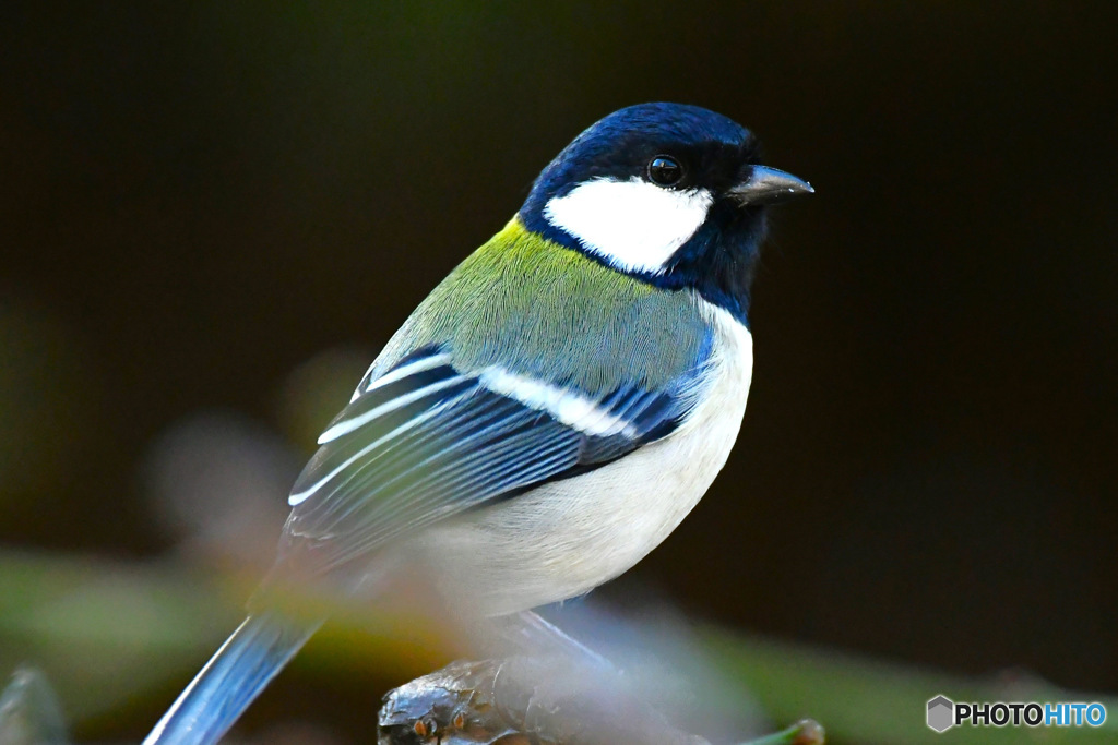 野山の鳥　四十雀さん