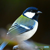 野山の鳥　四十雀さん
