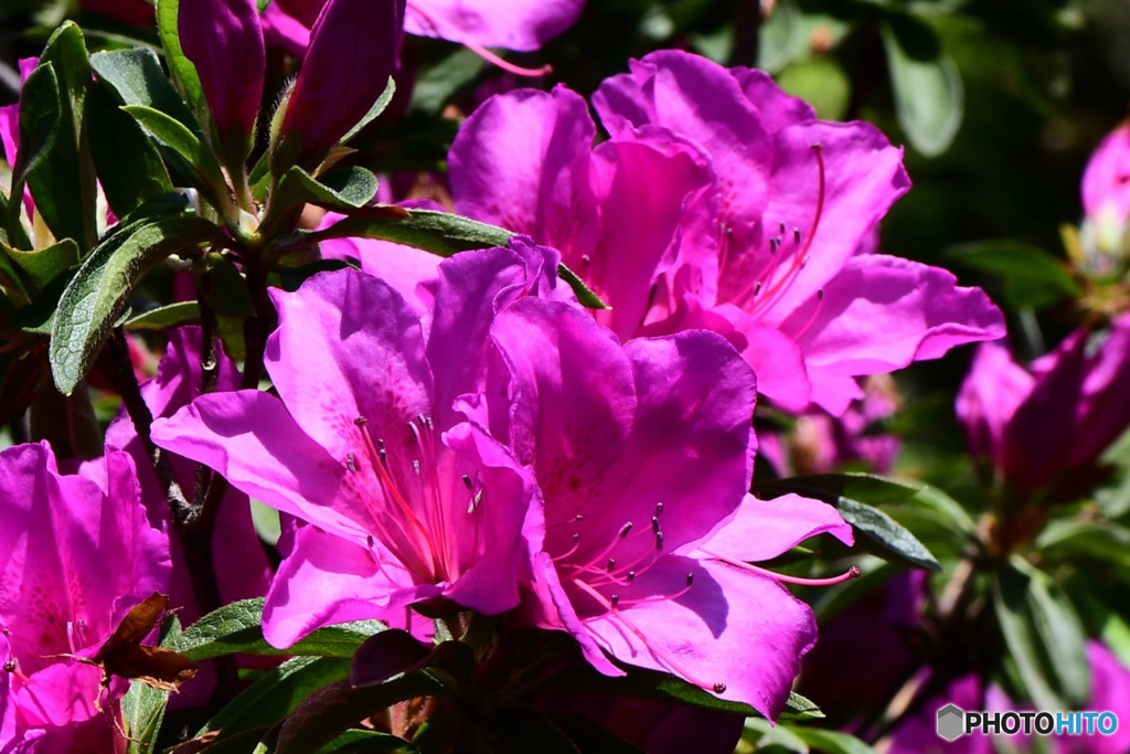    春 庭に咲いたツツジの花 