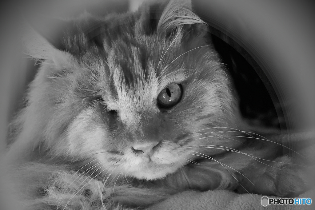 6月14日は「まめ」ちゃんの3回忌です