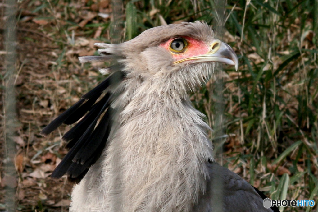動物園の鳥