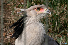 動物園の鳥