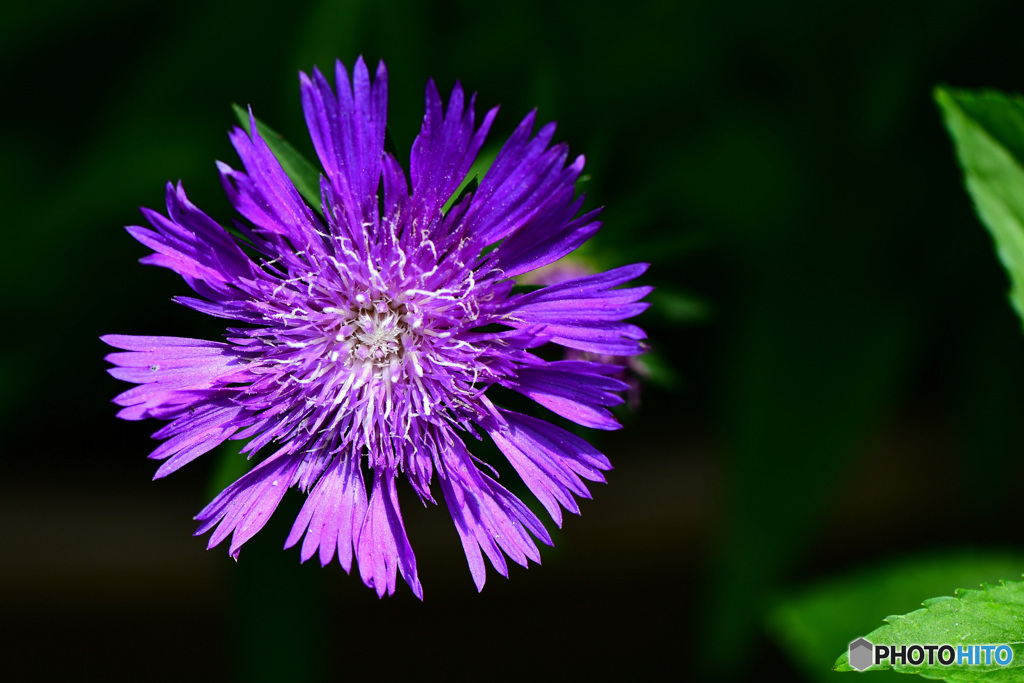 ストケシアの花  21-436