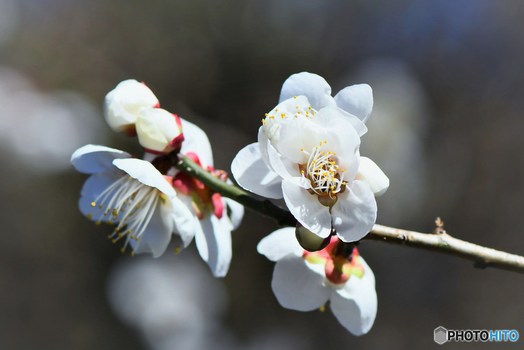 春に咲く白梅の花  21-069