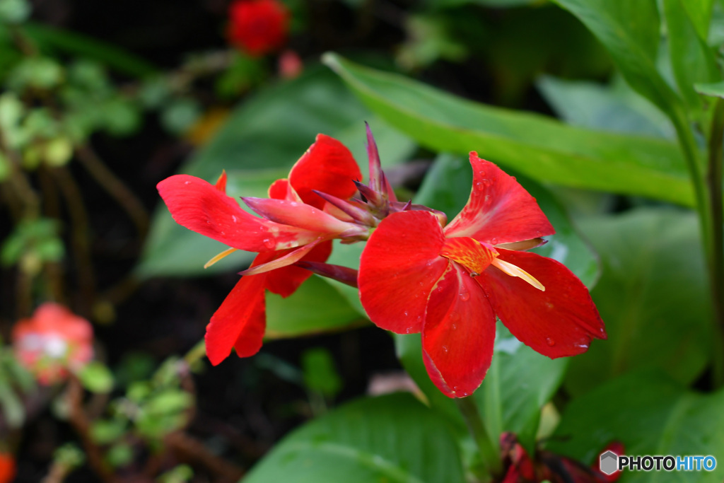 公園に咲いていた花 22-448 赤いカンナの花