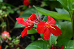 公園に咲いていた花 22-448 赤いカンナの花
