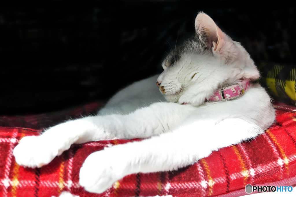 お姫様の日向ぼっこ