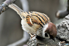 すずめドン   野山の鳥
