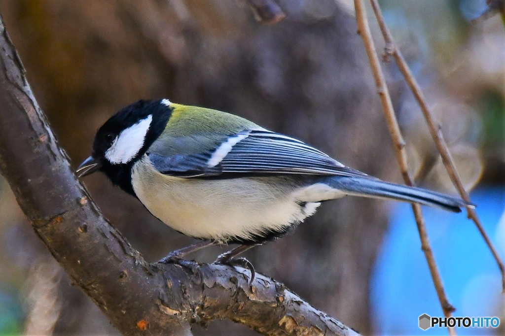 野山の鳥  21-248