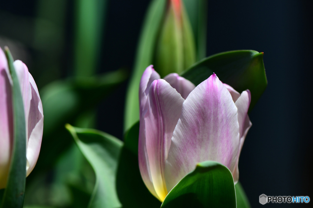 今年初 春の花   21-140