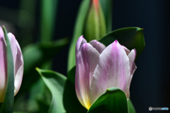 今年初 春の花   21-140