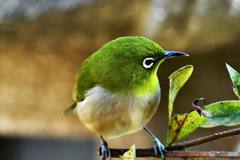野山の鳥 22-107 メジ君