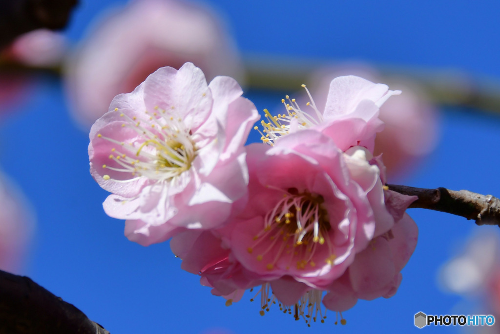  薄紅色の梅の花 