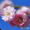  薄紅色の梅の花 