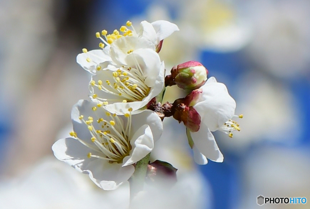 白梅の花と青空  