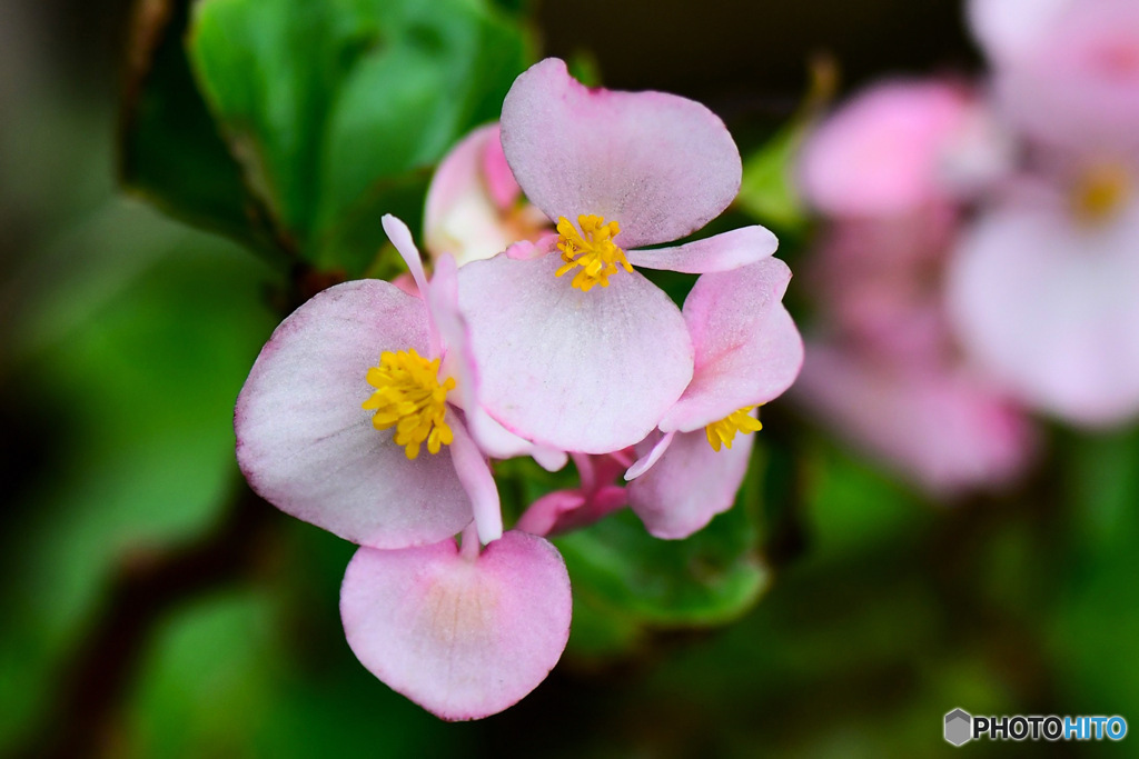  夏の暑い盛りを耐えて咲いている花 