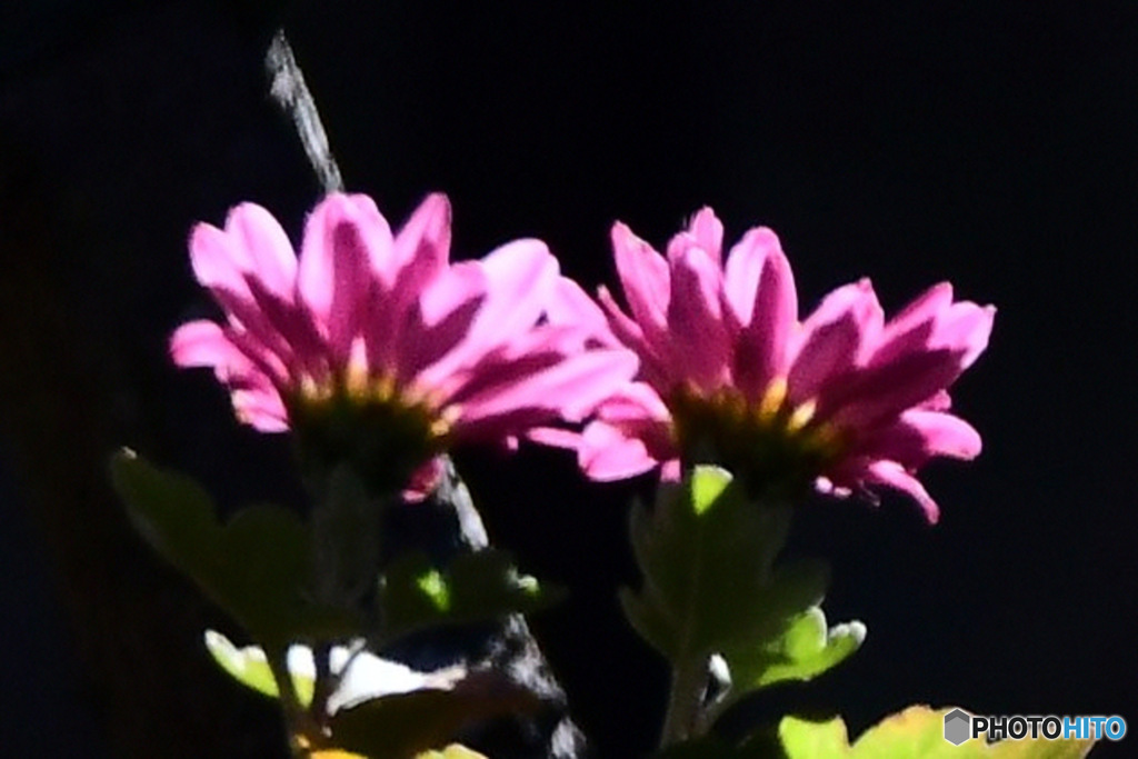 透過した小菊の花  