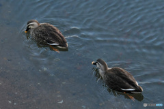 水辺の鳥 ②   