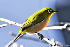 野山の鳥  21-266 