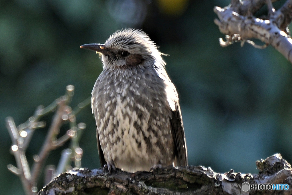 野山の鳥  21-217  ヒヨさん